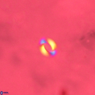 Reticulofenestra similumus VR 02142
