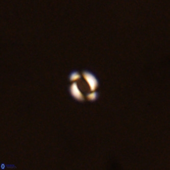 Reticulofenestra similumus VR 02143