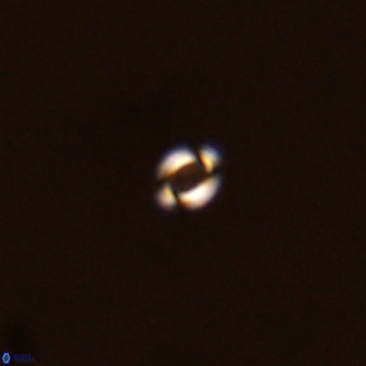 Reticulofenestra similumus VR 02144