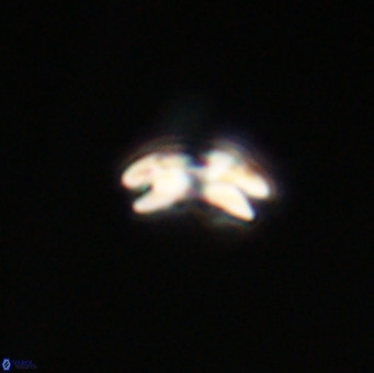 Reticulofenestra sp 1 VR 33505