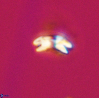 Reticulofenestra sp 1 VR 33506