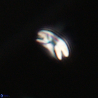 Reticulofenestra sp 1 VR 33508