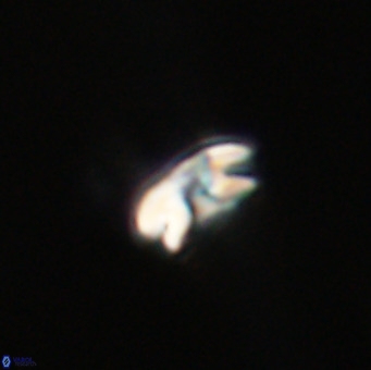 Reticulofenestra sp 1 VR 33509