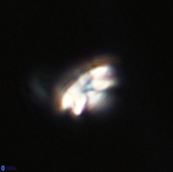 Reticulofenestra sp 1 VR 33512