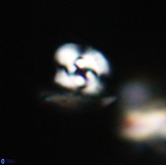 Reticulofenestra sp 1 VR 33513