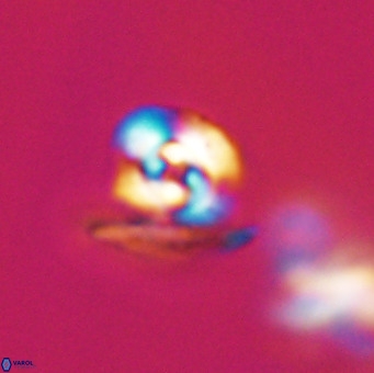 Reticulofenestra sp 1 VR 33514