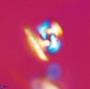 Reticulofenestra sp 1 VR 33515