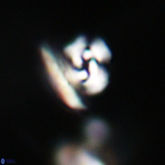 Reticulofenestra sp 1 VR 33516