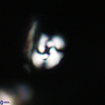 Reticulofenestra sp 1 VR 33518