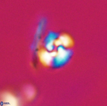 Reticulofenestra sp 1 VR 33519