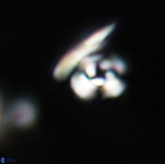 Reticulofenestra sp 1 VR 33521