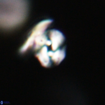Reticulofenestra sp 1 VR 33523