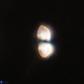 Reticulofenestra sp 2 VR 30244