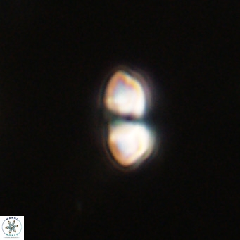 Reticulofenestra sp 2 VR 30244