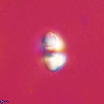 Reticulofenestra sp 2 VR 30246