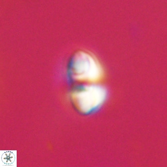Reticulofenestra sp 2 VR 30246