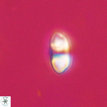 Reticulofenestra sp 2 VR 30247