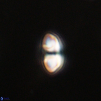 Reticulofenestra sp 2 VR 30248
