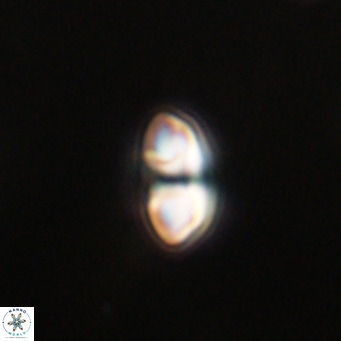 Reticulofenestra sp 2 VR 30248
