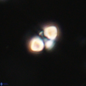 Reticulofenestra sp 2 VR 30249