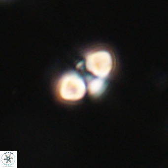 Reticulofenestra sp 2 VR 30249