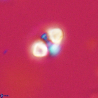 Reticulofenestra sp 2 VR 30250