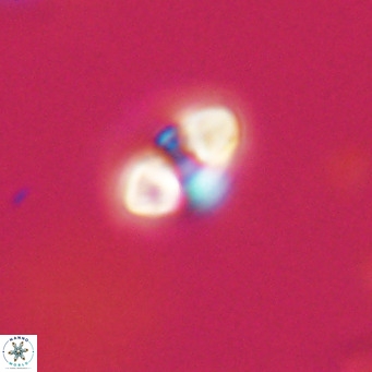 Reticulofenestra sp 2 VR 30250