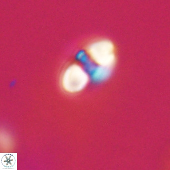 Reticulofenestra sp 2 VR 30251