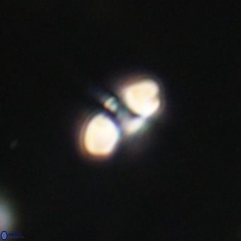 Reticulofenestra sp 2 VR 30252