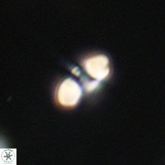 Reticulofenestra sp 2 VR 30252