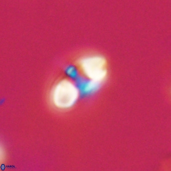 Reticulofenestra sp 2 VR 30253