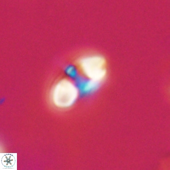 Reticulofenestra sp 2 VR 30253