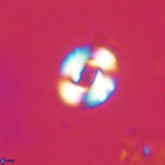 Reticulofenestra sp 2 VR 30254