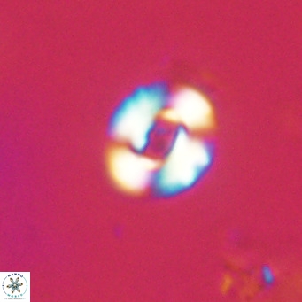Reticulofenestra sp 2 VR 30254