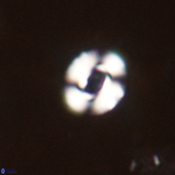 Reticulofenestra sp 2 VR 30255