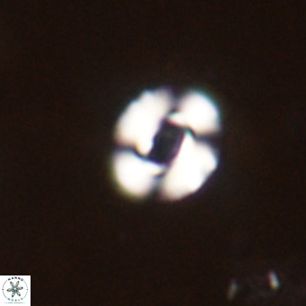 Reticulofenestra sp 2 VR 30255