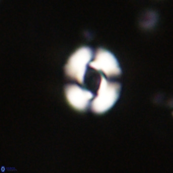 Reticulofenestra sp 2 VR 30256