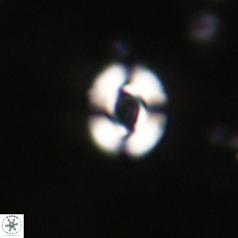 Reticulofenestra sp 2 VR 30256