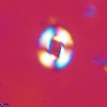 Reticulofenestra sp 2 VR 30257