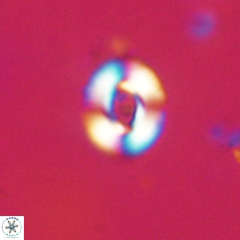Reticulofenestra sp 2 VR 30257