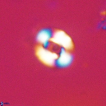 Reticulofenestra sp 2 VR 30258
