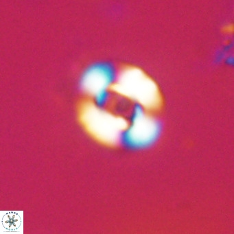 Reticulofenestra sp 2 VR 30258