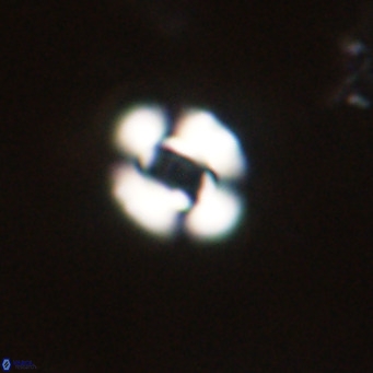 Reticulofenestra sp 2 VR 30259