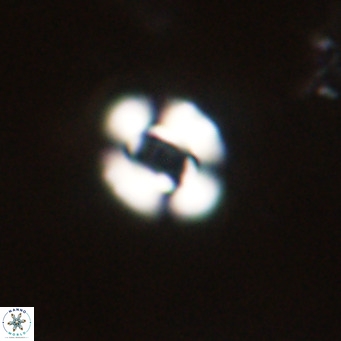 Reticulofenestra sp 2 VR 30259