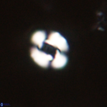 Reticulofenestra sp 2 VR 30260