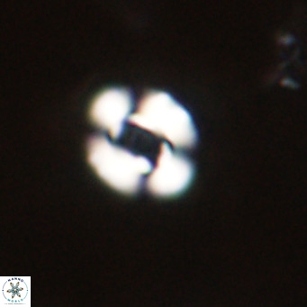 Reticulofenestra sp 2 VR 30260