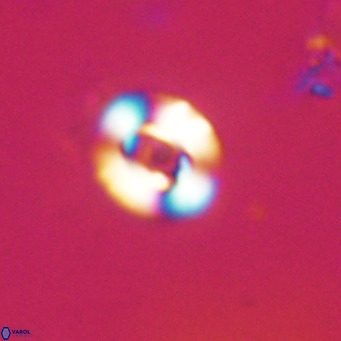 Reticulofenestra sp 2 VR 30261