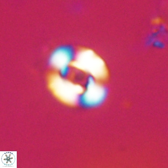 Reticulofenestra sp 2 VR 30261