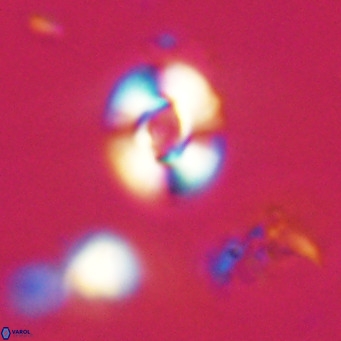 Reticulofenestra sp 2 VR 30262