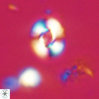 Reticulofenestra sp 2 VR 30262